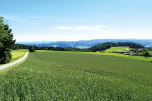 Zahnarzt Wiesenfelden | Grüne Landschaft